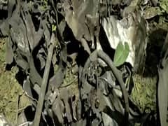 Witness narrates how terrorists tried to launch Pulwama-like attack