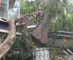 উমপুনের প্রভাবে 'সবুজের মৃত্যু' কলকাতায়, এখনও চলছে শহর পরিষ্কারের কাজ, নেমেছে ওড়িশার দমকল বাহিনীও
