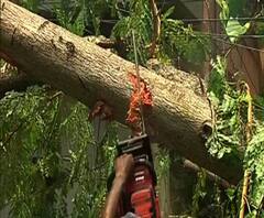 ঝড় বিধ্বস্ত শহরে সার-ওষুধ দিয়ে গাছ বাঁচিয়ে নজির গড়লেন রিচি রোডের কেন্দ্রীয় সরকারি আবাসনের বাসিন্দারা