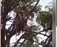 Monkey stole Corona Test Sample | मेरठमध्ये कोरोना टेस्टचे सॅम्पल माकडांनी पळवले