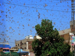 Locust attack from Pakistan: Rajasthan Admin works for 24 hours to save crops