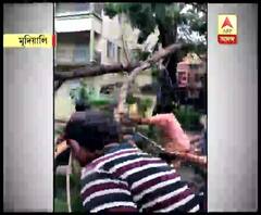 ঘূর্ণিঝড়ে ভেঙে পড়েছে গাছ, নিজেরাই হাত লাগালেন মুদিয়ালি ও শিবমন্দির ক্লাবের সদস্যরা, শুরু হল যান চলাচল