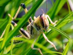 टिड्डियों को लेकर MP के सभी जिलों में अलर्ट, कीटनाशक छिड़काव मशीनों के इंतजाम के निर्देश