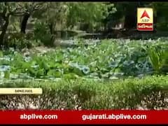 અમદાવાદમાં કાળઝાળ ગરમીથી લોકો અકળાયા, જુઓ વીડિયો