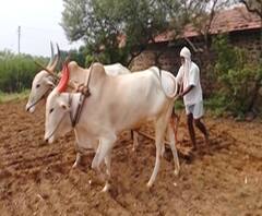 Corp Loan | प्रमाणिकरण झालेल्या शेतकऱ्यांना पीककर्ज देण्याच्या सरकारच्या सूचना