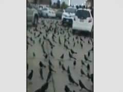 सऊदी अरब में हुई कौवों की मीटिंग ! दुनिया खत्म होने का किया जा रहा दावा, जानिए क्या है सच?