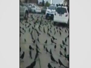 सऊदी अरब में हुई कौवों की मीटिंग ! दुनिया खत्म होने का किया जा रहा दावा, जानिए क्या है सच?