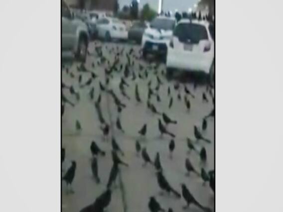 सऊदी अरब में हुई कौवों की मीटिंग ! दुनिया खत्म होने का किया जा रहा दावा, जानिए क्या है सच?