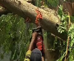 'কত স্মৃতি শেষ', মুদিয়ালিতে গাছ কেটে সরানোয় টালিগঞ্জ থানার পুলিশের সঙ্গে হাত মেলালেন স্থানীয়রা