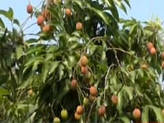 Lockdown में Post Office पहुंचाएगा आप तक लीची, ऑनलाइन ऑर्डर के बाद डिलीवरी