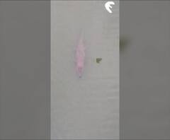 Rural News | सांगलीतील कृष्णा नदीपात्रात मगरींचा मुक्त वावर | माझं गाव माझा जिल्हा