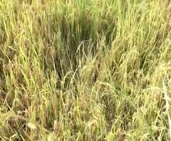 Chandrapur Rain | चंद्रपूरला वादळी पावसाचा तडाखा; भात शेतीसह भाजीपाल्याचं नुकसान