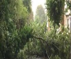 উমপুন : গাছ পড়ে বন্ধ দক্ষিণ কলকাতার সাদার্ন অ্যাভিনিউ