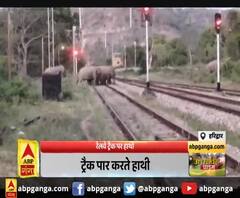 कैमरे में कैद हुआ हाथियों का एक झुंड 