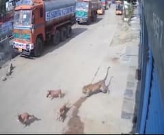 Leopard on Road | हैदराबादमध्ये बिबट्याकडून ट्रकचालकांचा पाठलाग, कुत्र्यांनी अडवली बिबट्याची वाट!