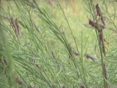 Locusts attack crops in 4 states | Ghanti Bajao