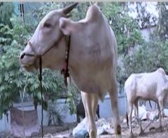 #Lockdown | सांग सांग भोलानाथ, कोरोना जाईल का?लॉकडाऊनमुळे नंदीबैलाचा खेळ दाखवणारी 50-60 कुटुंब अडकली