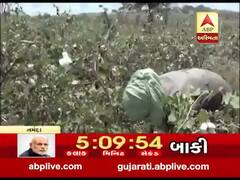 નર્મદા: કપાસની ખરીદી માટે CCI કેન્દ્રના અભાવે ખેડૂતો મુકાયા મુશ્કેલીમાં, જુઓ વીડિયો
