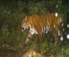 সুন্দরবনে বাড়ল রয়্যাল বেঙ্গল টাইগার