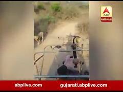 અમરેલીઃ ધારીના હાલરીયા નજીક અચાનક ટ્રેક્ટર સામે આવી ગયા બે સિંહ, વીડિયો સોશિયલ મીડિયા પર વાયરલ