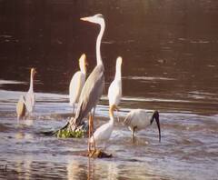 Pune Mutha River Birds | पुण्याच्या मुठा नदीच्या पात्रात निरनिराळ्या पक्षांचा मुक्त विहार, प्रदूषण घटल्याने जमले नवे पाहुणे | स्पेशल रिपोर्ट