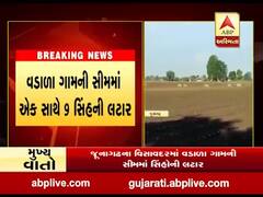 જૂનાગઢના વિસાવદરમાં વડાળા ગામની સીમમાં સિંહોની લટાર, જુઓ વીડિયો 