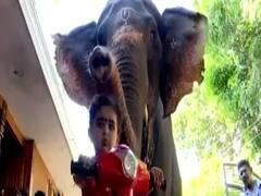 Kerala: देखिए 2 साल की मासूम बच्ची और हथिनी की अनूठी दोस्ती