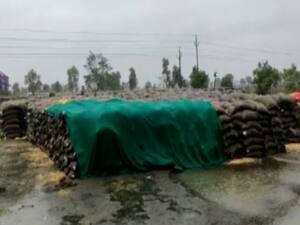 MP में सरकार की बदइंतजामी, बारिश में बर्बाद हुआ कई क्विंटल गेहूं