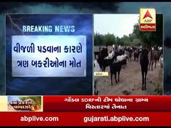  વડોદરા: ડેસરના પાંડુ ગામમાં વીજળી પડતા ત્રણ બકરીઓનાં મોત, જુઓ વીડિયો 