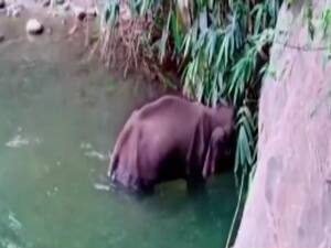 Kerala Elephant Case: दोषी अब भी पुलिस की गिरफ्त से बाहर, राजनीति भी तेज | नमस्ते भारत