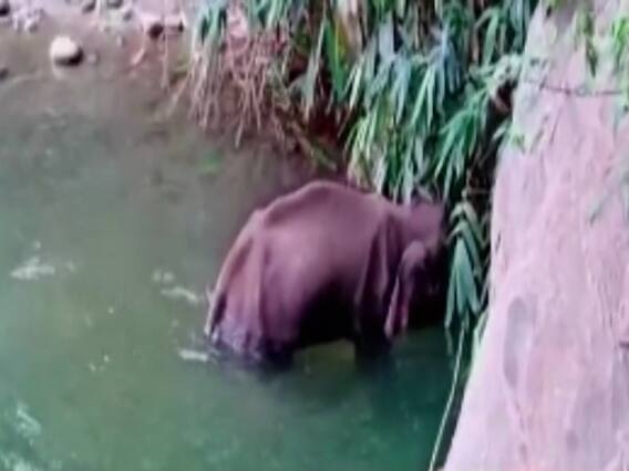 Kerala Elephant Case: दोषी अब भी पुलिस की गिरफ्त से बाहर, राजनीति भी तेज | नमस्ते भारत