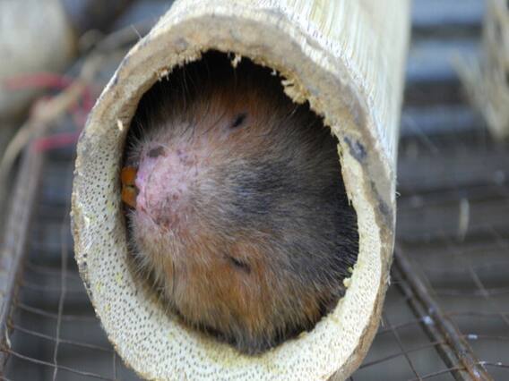 China culls thousands of Bamboo rats out of COVID fear | Videsh Express