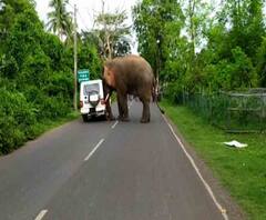 অল্পের জন্য রক্ষা! বাঁশ, লাঠি নিয়ে তাড়া করতেই পালাল দাঁতাল হাতি