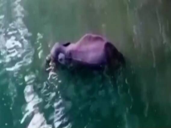 केरल में गर्भवती हथिनी की मौत से शर्मसार हुई इंसानियत | नमस्ते भारत