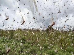 Locust hordes reach Varanasi, increases worries for farmers