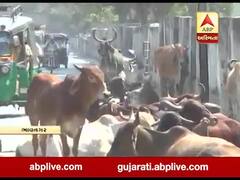 ભાવનગર શહેરમાં રખડા ઢોર લોકો માટે બન્યા માથાનો દુખાવો, જુઓ વીડિયો 