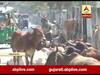 ભાવનગર શહેરમાં રખડા ઢોર લોકો માટે બન્યા માથાનો દુખાવો, જુઓ વીડિયો 