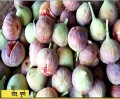 Anjeer Farming | अंजीर विक्रीतून लाखोंच्या कमाईचा गोडवा, 20 टन अंजिराची विक्री, 13 लाखांचं उत्पन्न!