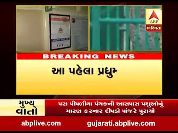 રાજકોટઃ આજી-2 ડેમના પાસેના વિસ્તારમાંથી દીપડો પકડાયો, જુઓ વીડિયો 