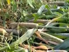 નિસર્ગ વાવાઝોડાના સંકટ વચ્ચે અરવલ્લીમાં વરસાદથી ખેડૂતોને નુકસાન, જુઓ વીડિયો 