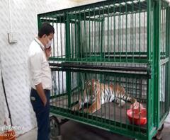 Karina Tigress | औरंगाबादमधील सिद्धार्थ प्राणी संग्रहालयातील करिना वाघिणीचा मृत्यू