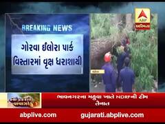 વડોદરા: ભારે પવનના કારણે ગોરવામાં વૃક્ષ ધરાશાયી થતાં ત્રણ વાહનો દબાયા, જુઓ વીડિયો 