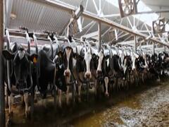 कोरोना की दवा को लेकर अमेरिकी बायोटेक कंपनी का बड़ा दावा,'गाय के खून से कोरोना का इलाज'