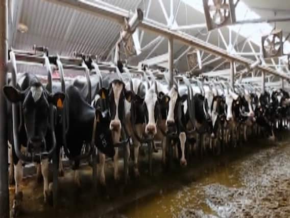 कोरोना की दवा को लेकर अमेरिकी बायोटेक कंपनी का बड़ा दावा,'गाय के खून से कोरोना का इलाज'