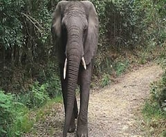 জলদাপাড়ার কাছে বিদ্যুতের তার ছিঁড়ে হাতির মৃত্যু
