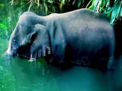 Kerala के Elephant Death के बाद, Himachal Pradesh में भी गाय के साथ वैसा ही व्यवहार