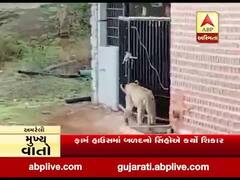 અમરેલીના ધારીના ગીર પૂર્વના મોણવેલના ફાર્મ હાઉસમાં પહોંચ્યા સાત સિંહ, બળદનો કર્યો શિકાર