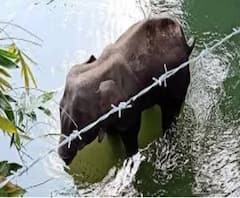 হাতিই নয় কেরলে প্রায়ই খুন হয় পশুপাখি, সরকার অপরাধীদের ভয় পায় তাই শাস্তি হয় না: মানেকা গাঁধী 