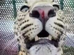 Tiger attacks villagers in Gajraula