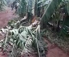 Cyclone Nisarga | 'निसर्ग' चक्रीवादळमुळे चिपळूणच्या पेंढाबे गावात तब्बल 43 हजार केळीची झाडं भुईसपाट